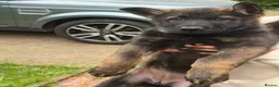 German Shepherd dogs for sale: German Shepherd Puppies Exceptional Bloodlines - Advert 4