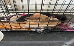 Chihuahua dogs for sale: Chihuahua X puppies  - Image 17