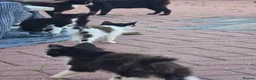 Mixed Breed cats for sale: Kittens for sale - Advert 3