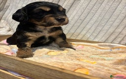 Cocker Spaniel dogs for sale: Stunning kc working cocker spaniels - Image 17