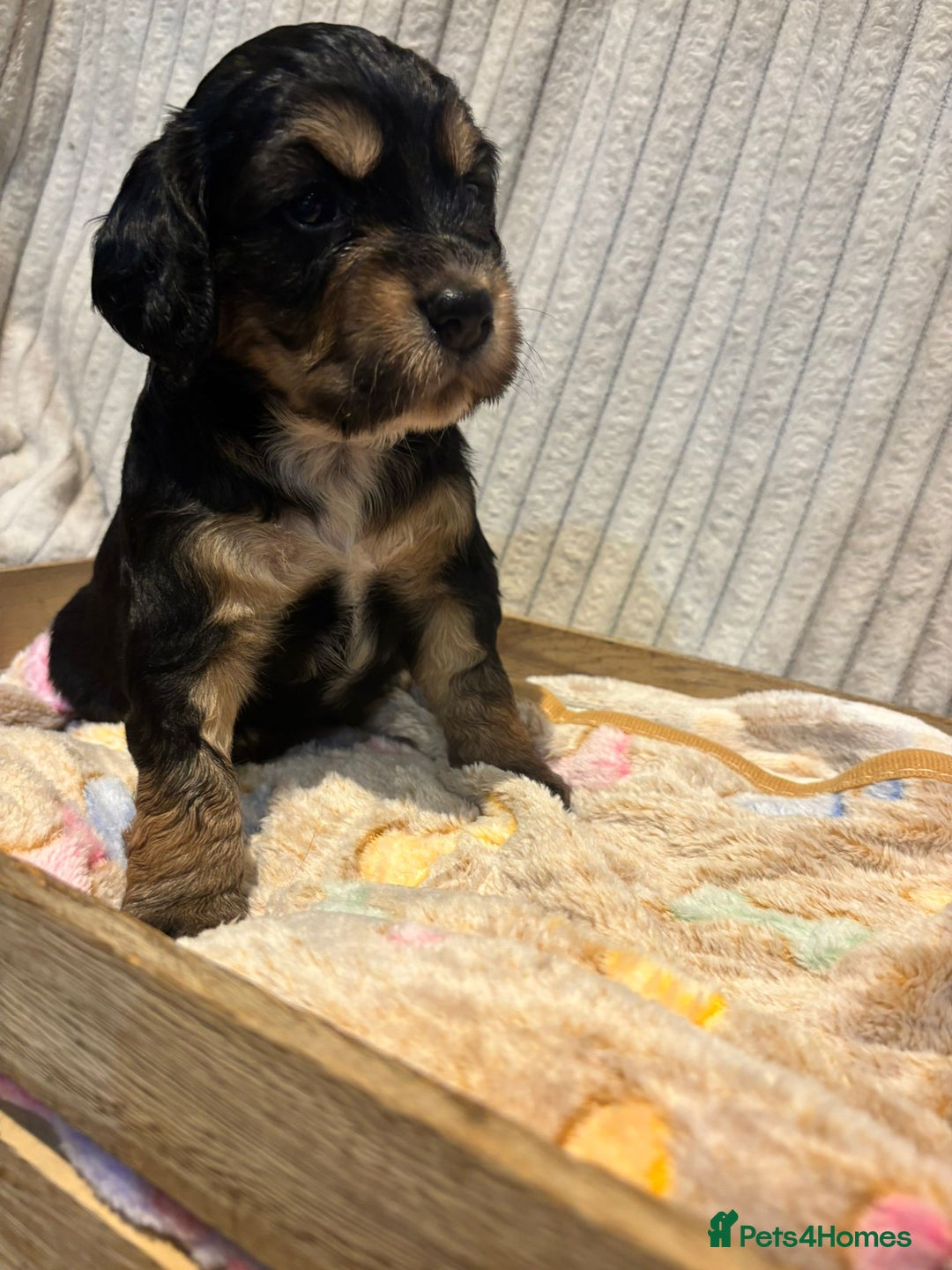 Cocker Spaniel dogs for sale: Stunning kc working cocker spaniels - Image 17
