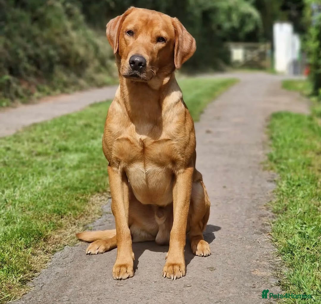 Labrador Retriever dogs for sale: Striking Fox Red Puppies  - Image 9