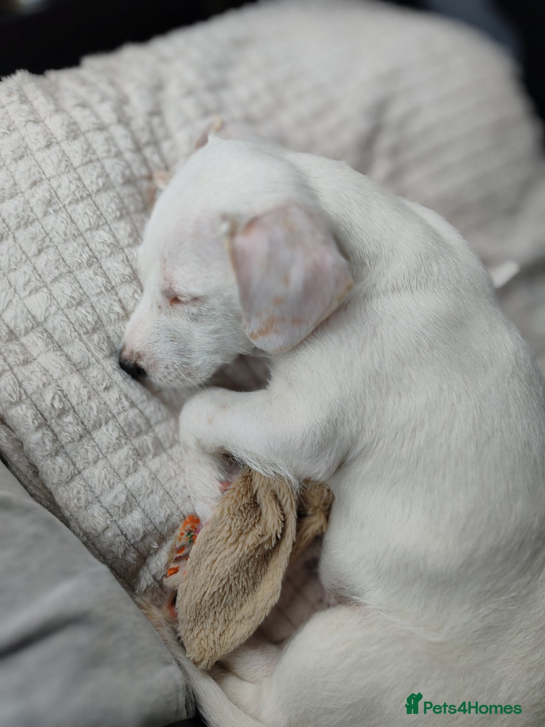Mixed Breed dogs for sale: Beautiful boy looking for a forever home  - Image 4