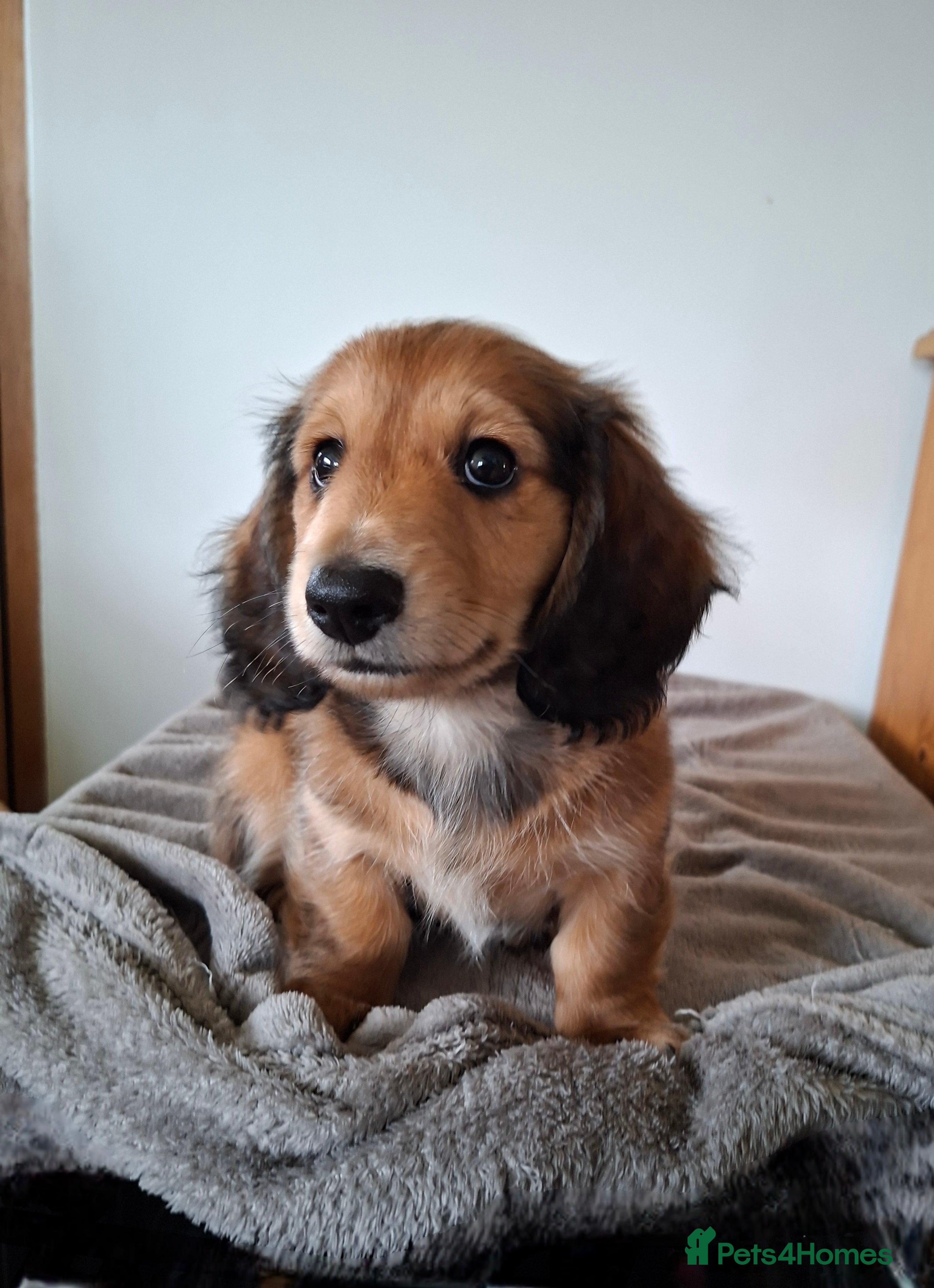 Miniature Dachshund dogs Long haired miniature dachshund puppy - Advert 18