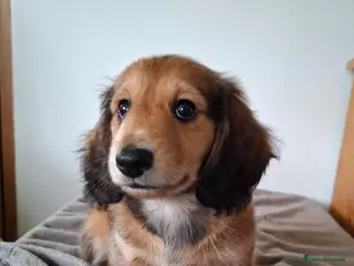 Miniature Dachshund dogs Long haired miniature dachshund puppy - Advert 18