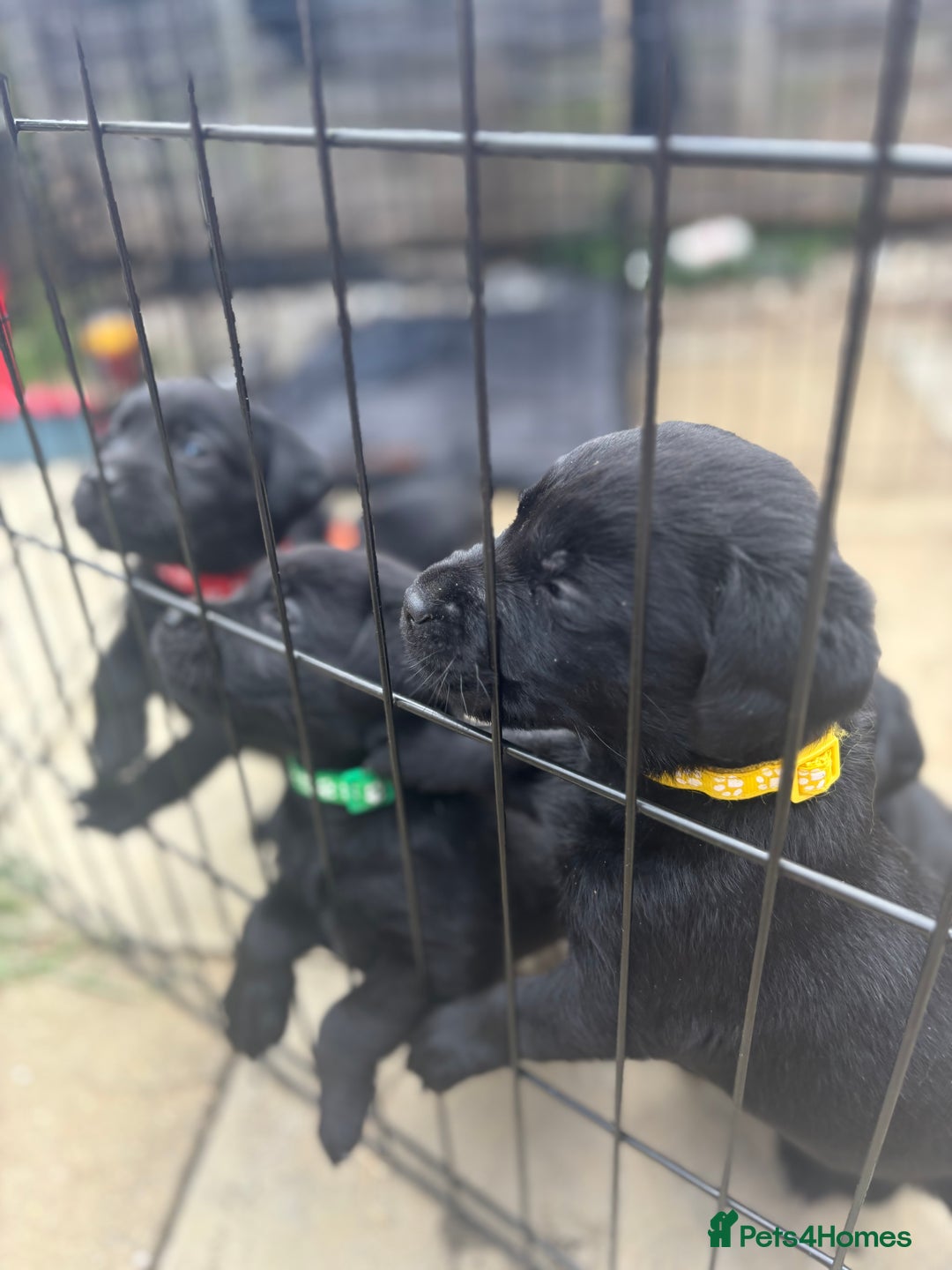 Labrador Retriever dogs for sale: Beautiful Black Labrador  - Image 15