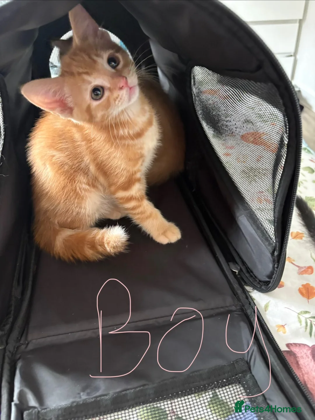 Mixed Breed cats for sale: Gorgeous kittens for sale - Advert 1