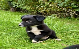 Border Collie dogs for sale: Beautiful Collie Puppies  - Image 4