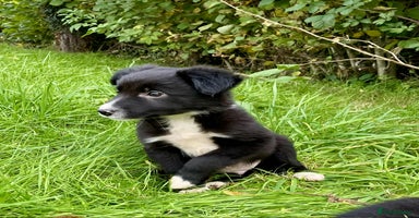 Border Collie dogs - Advert 14