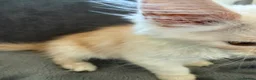 Maine Coon cats for sale: Maine Coon 3/4 Cross Kittens  - Advert 17