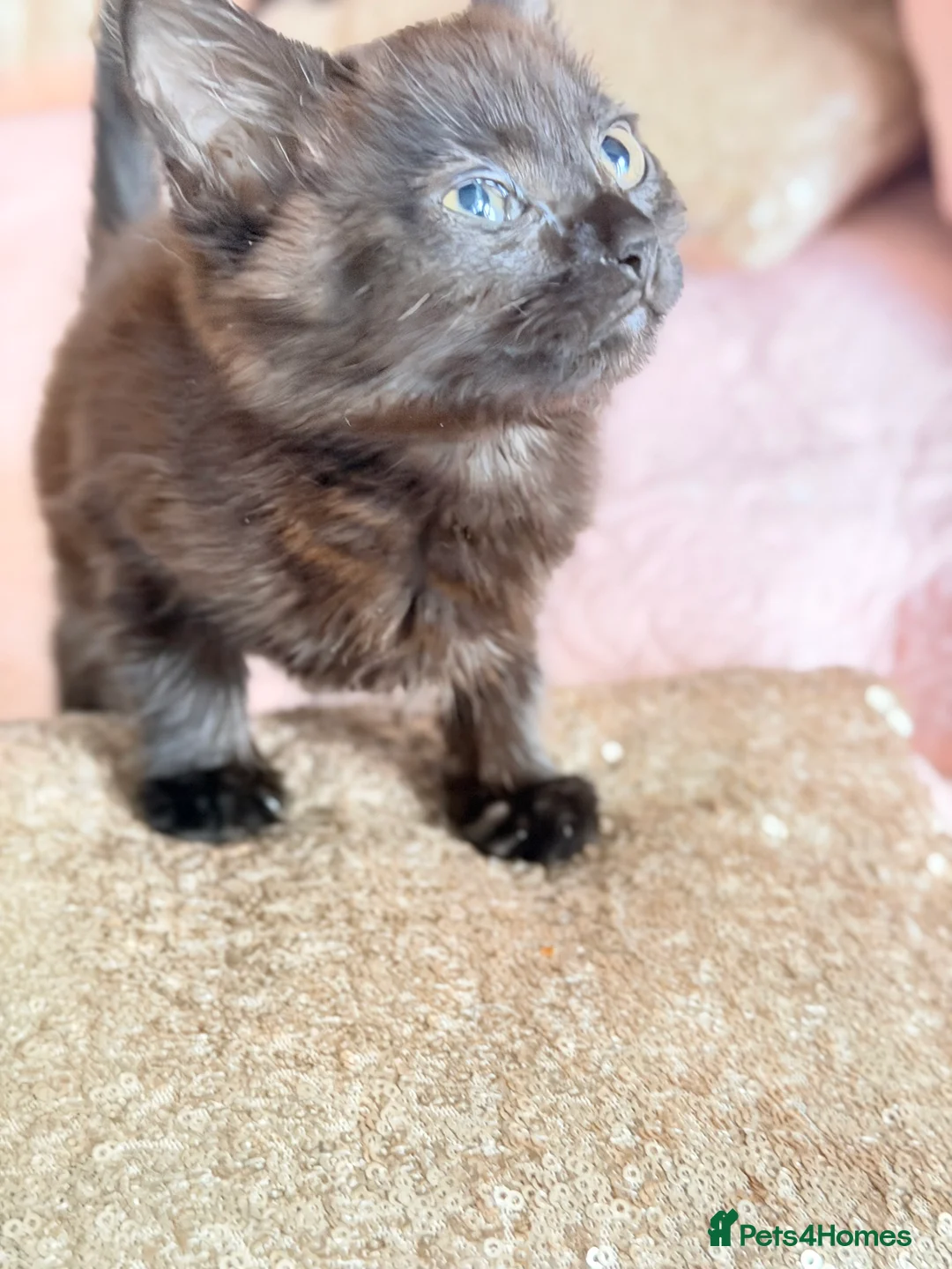 British Shorthair cats for sale: Purr-fect  **  Kittens Ready for new home - Advert 22