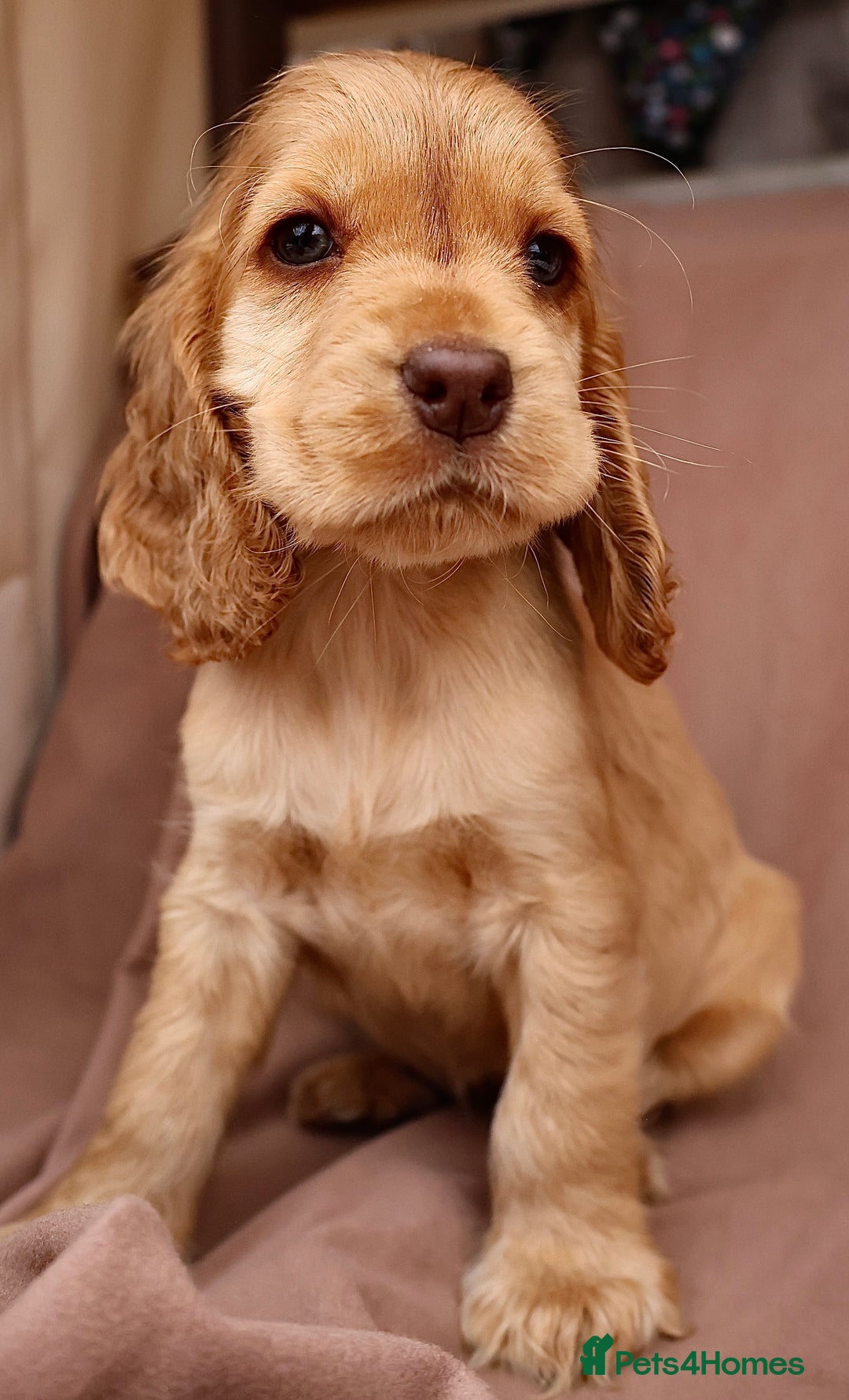 Cocker Spaniel dogs for sale: Stunning SHOW cockers READY TO LEAVE  - Image 13