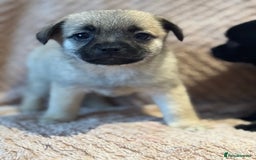 Mixed Breed dogs for sale: stunning puggapom ⭐️Ready to leave - Image 3