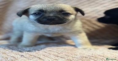 Mixed Breed dogs - Advert 5