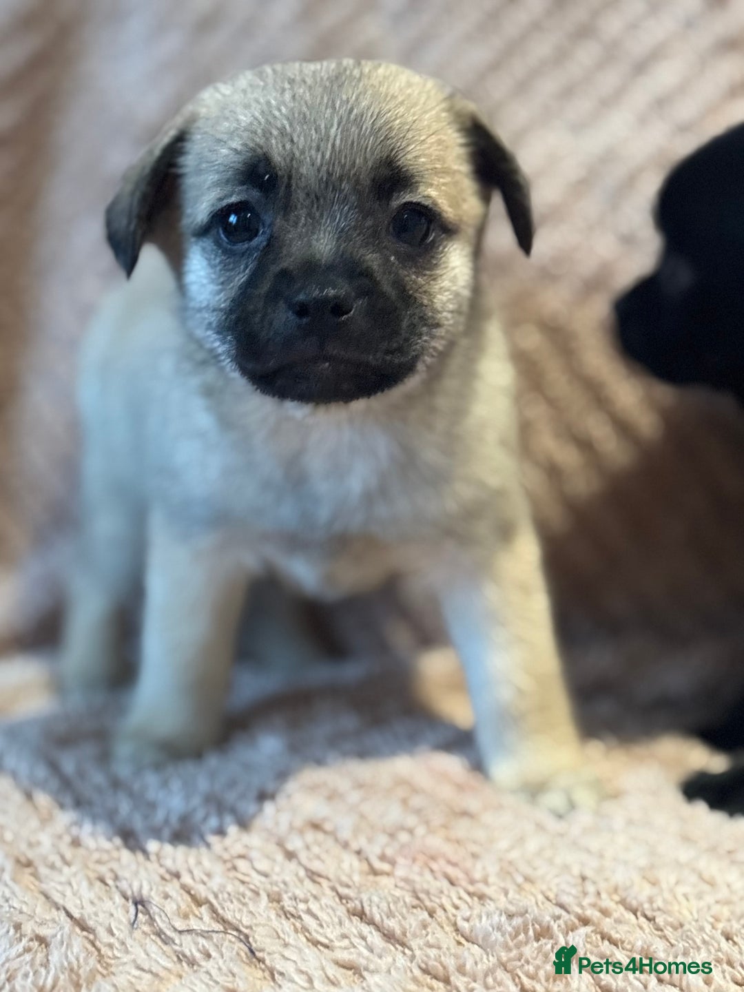 Mixed Breed dogs for sale: stunning puggapom ⭐️Ready to leave - Image 3