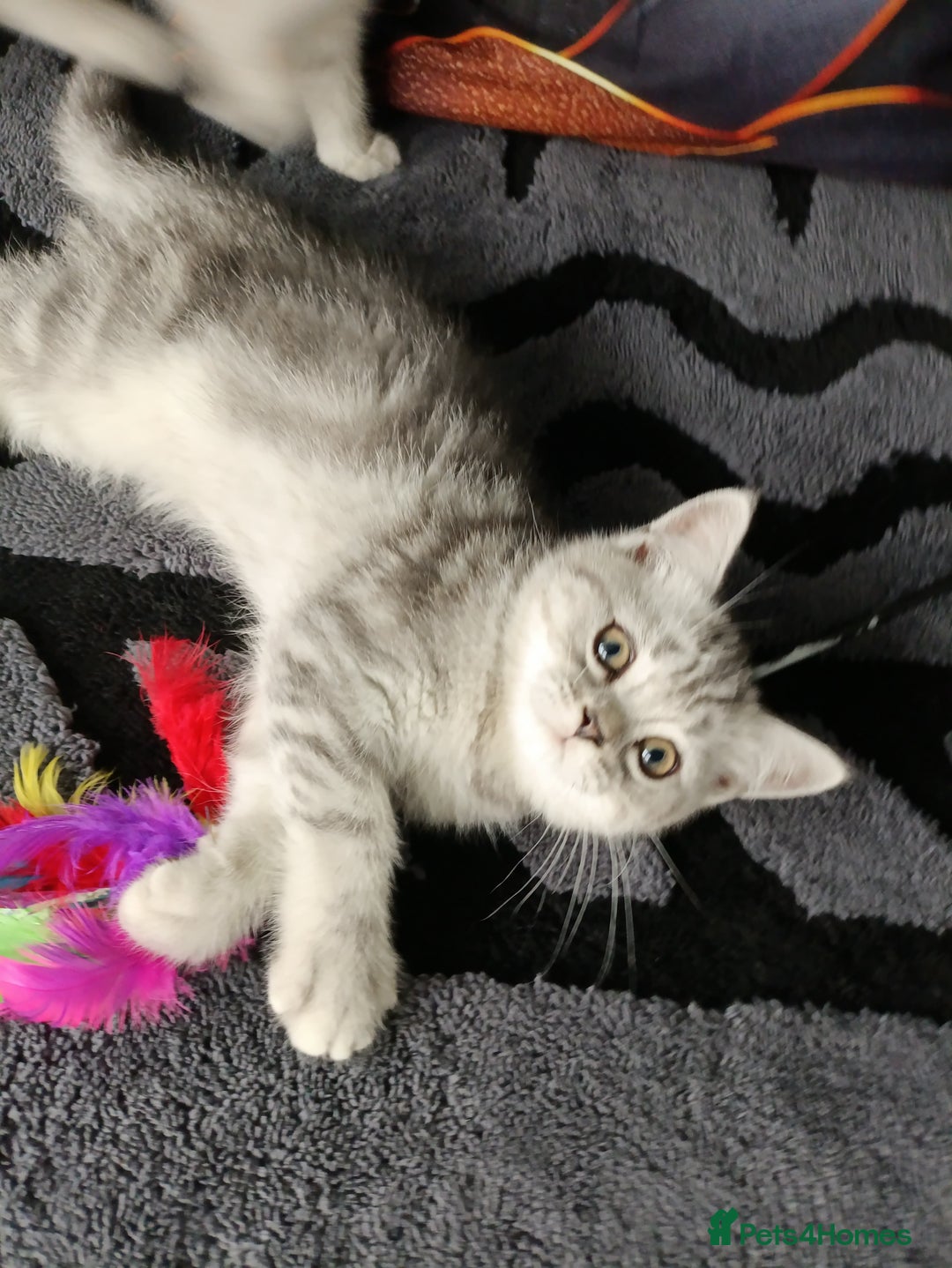 Scottish Fold cats for sale: Scottish fold kittens  - Image 13