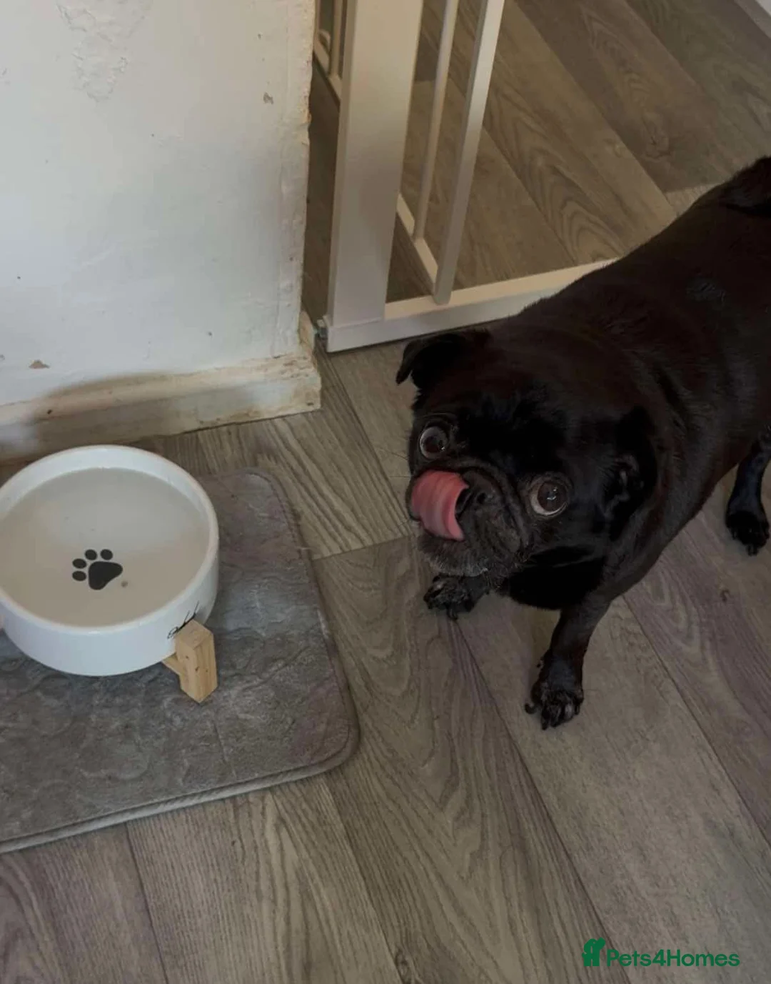 Pug dogs for sale: 10 year old pug need a home  in Bolton - Advert 3