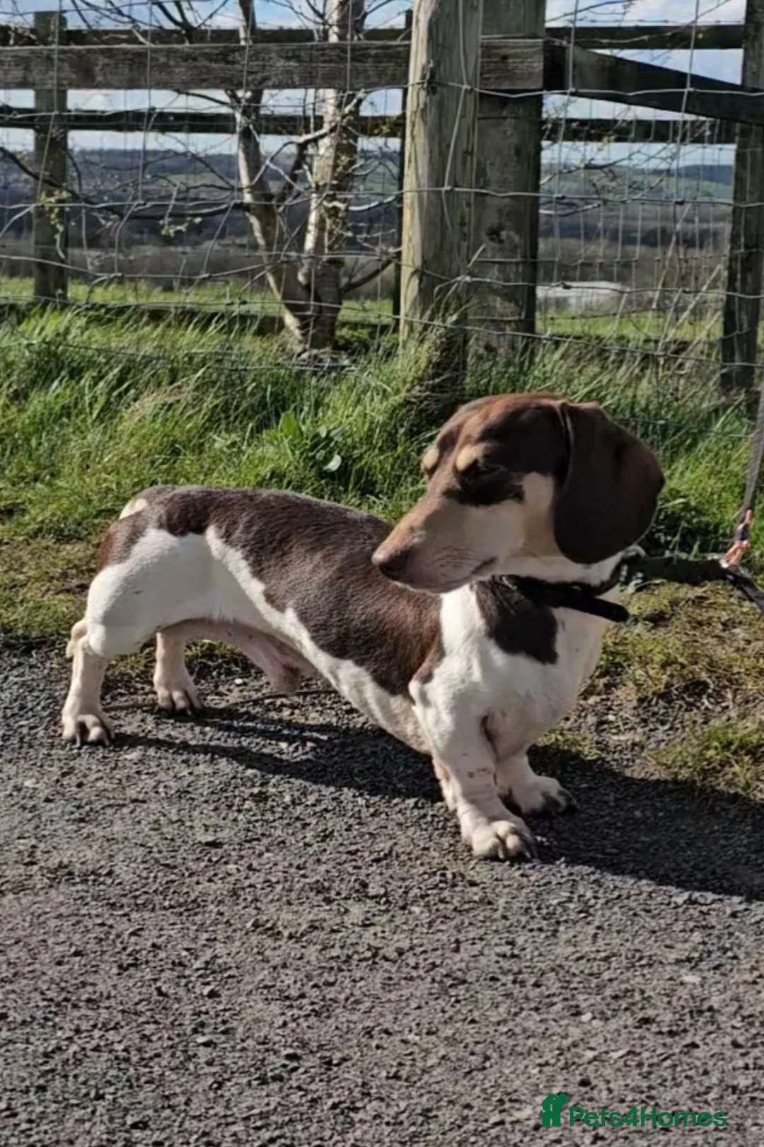 Miniature Dachshund dogs for stud: Piebald miniature Dachshund kc registered  in Blackburn - Advert 12
