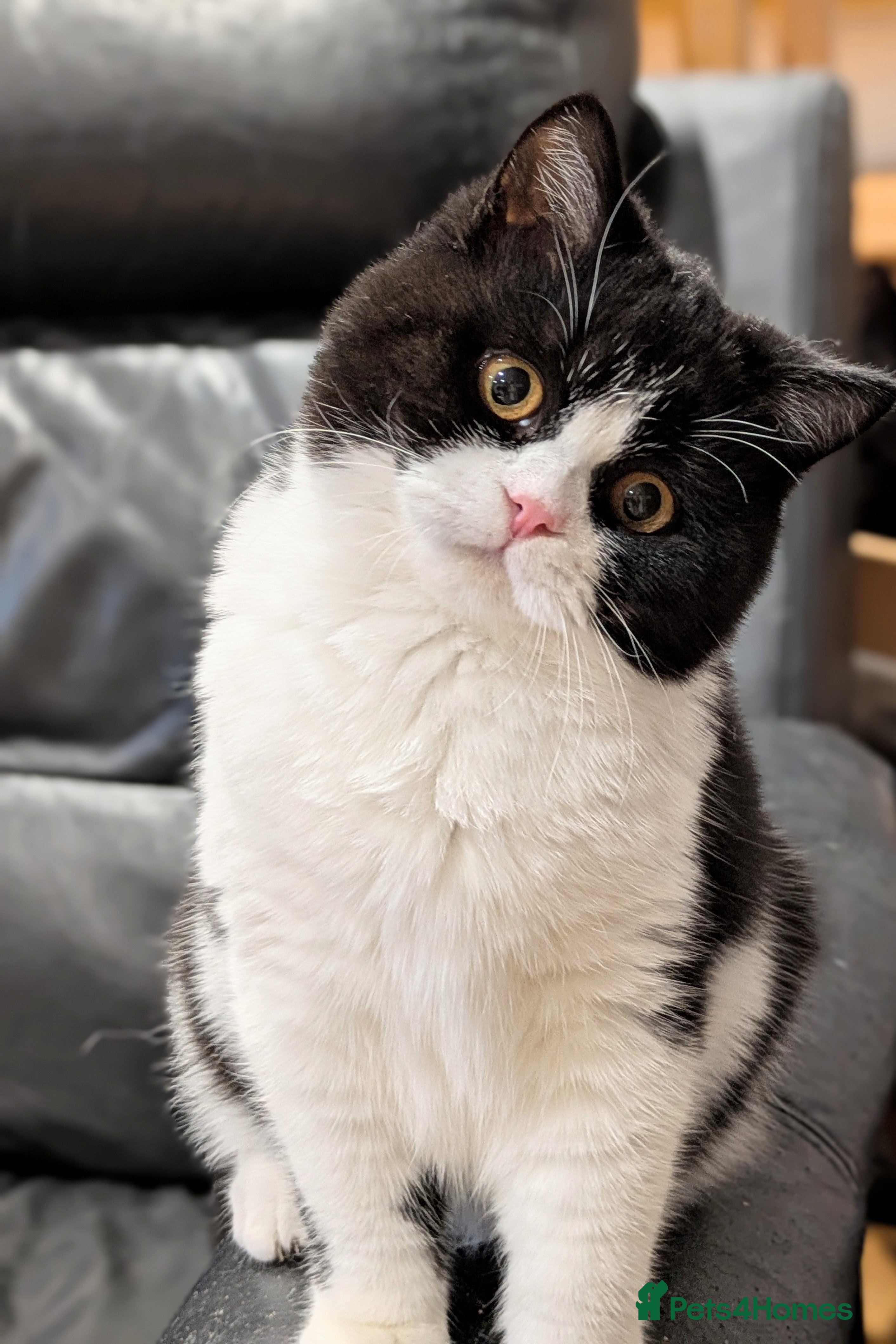 British Shorthair cats Gccf registered British shorthair kittens  - Advert 18