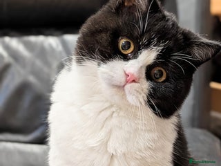 British Shorthair cats Gccf registered British shorthair kittens - Advert 18