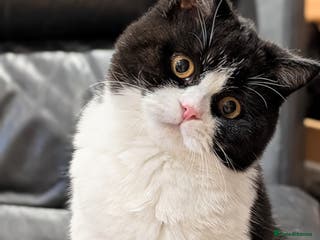 British Shorthair cats Gccf registered British shorthair kittens - Advert 17