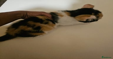 Mixed Breed cats - Advert 1