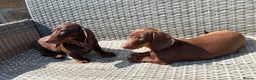 Miniature Dachshund dogs for sale: Last Females Miniature dachsunds - Advert 1