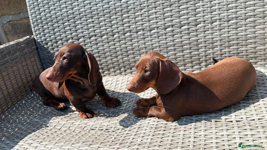 Miniature Dachshund dogs for sale: Last Females Miniature dachsunds - Advert 1