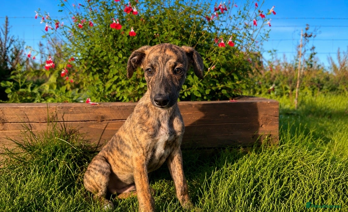 Whippet dogs Beautiful whippets- Last boy remaining  - Advert 1