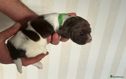 English Springer Spaniel dogs for sale: Gorgeous English Springer Spaniel Puppies - Advert 18