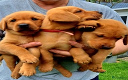 Labrador Retriever dogs for sale: Excellent KC Registered Fox Red Puppies For Sale - Image 11