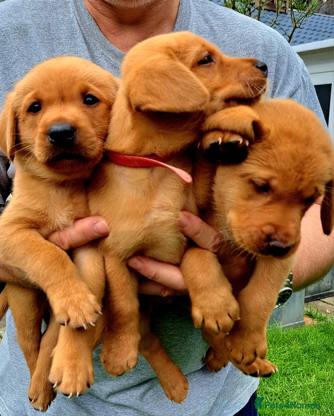 Labrador Retriever dogs for sale: Excellent KC Registered Fox Red Puppies For Sale - Image 11