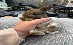 Mini Lop rabbits for sale: Mini Lop Babies ready to reserve - Image 22