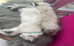 Ragdoll cats for sale: ragdoll kittens ready in 1 week  🩵💚💜 - Image 23