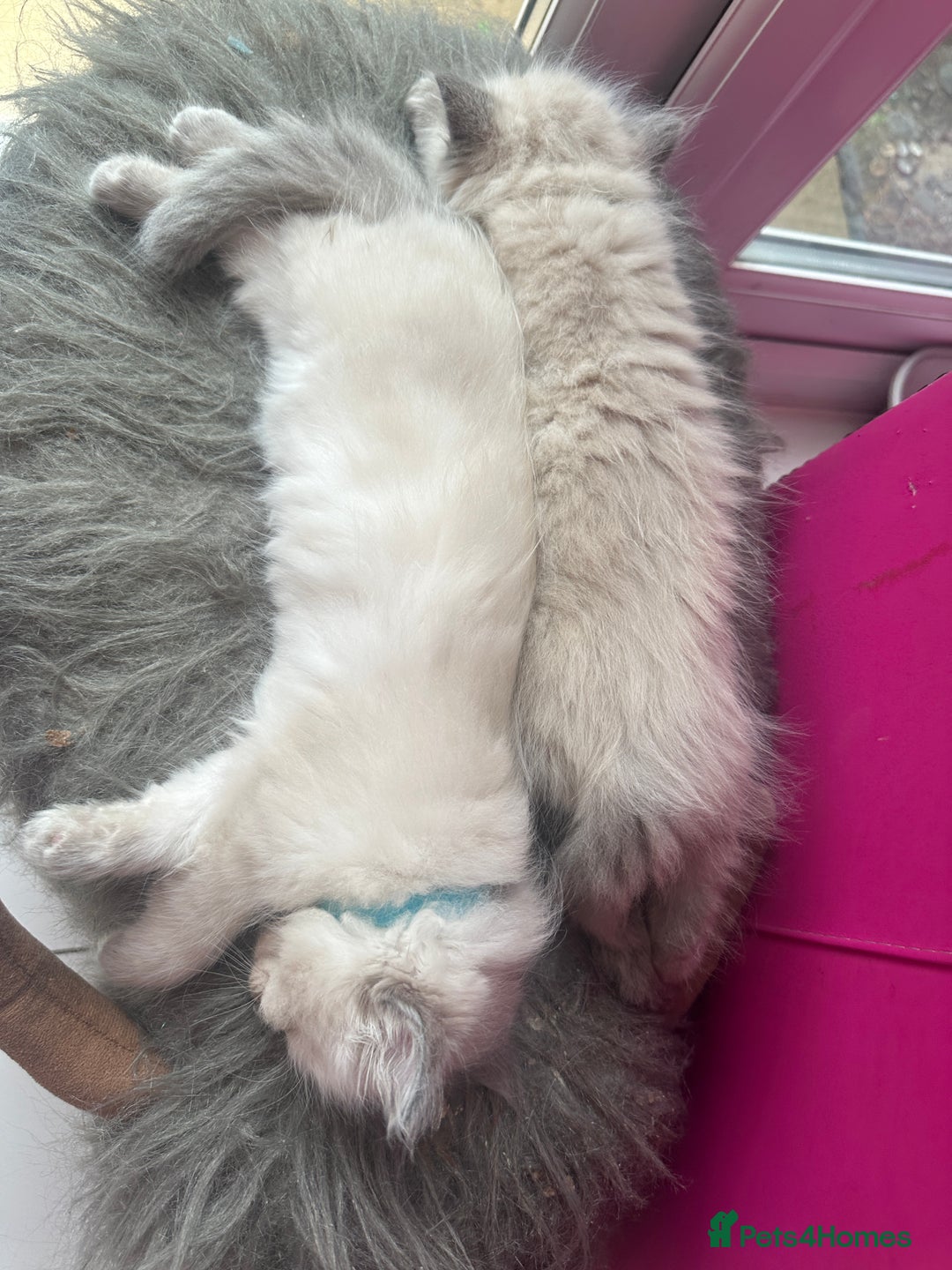 Ragdoll cats for sale: ragdoll kittens ready in 1 week  🩵💚💜 - Image 23