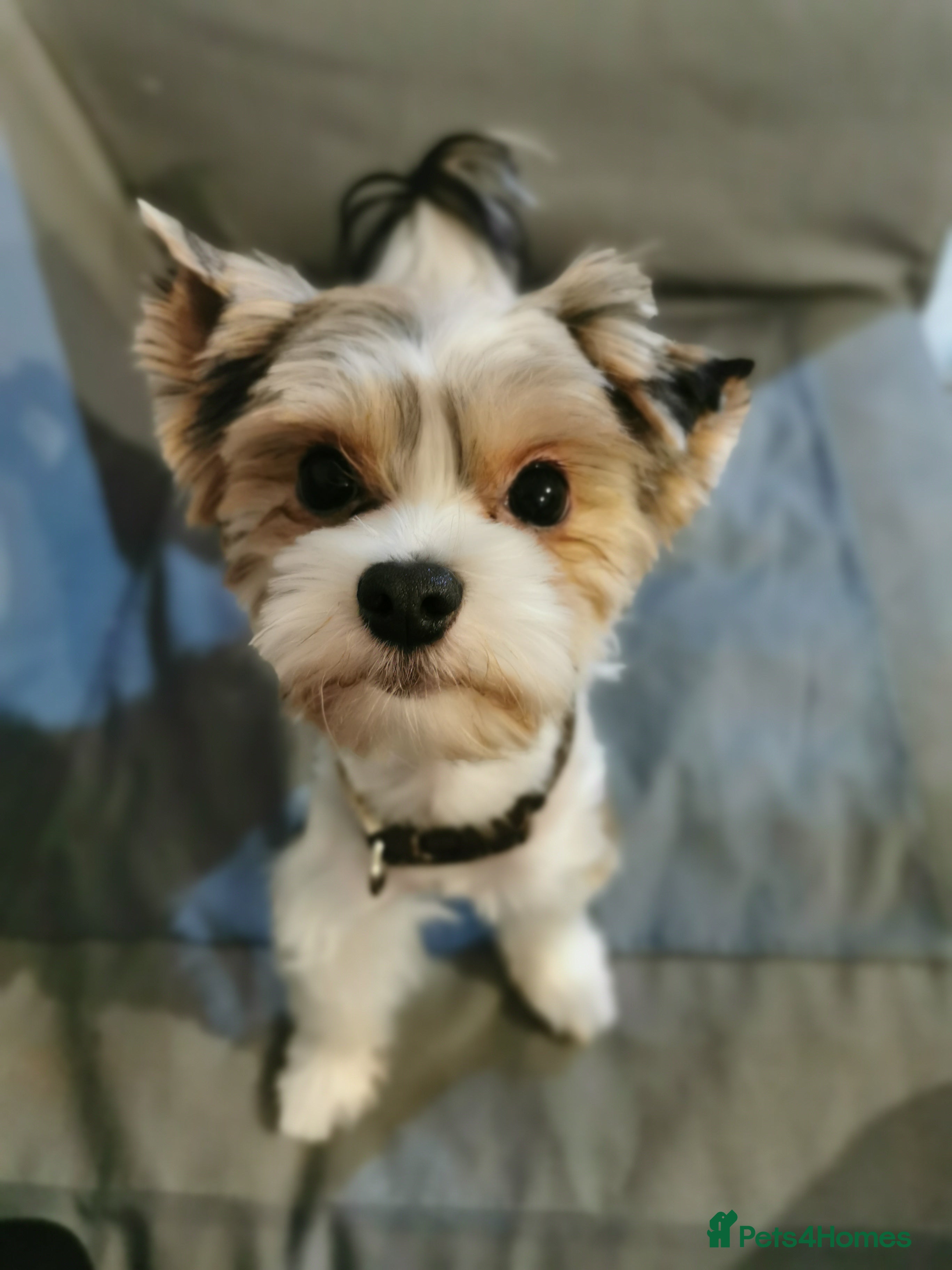 Yorkshire Terrier dogs Yorkshire terrier Biewer Stud 🧬DNA tested🧬 in Hull - Advert 7