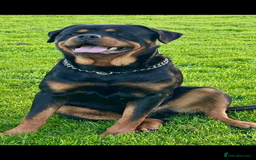Rottweiler dogs for sale: Rottweiler pups KC Registered + Champ Bloodlines - Image 26