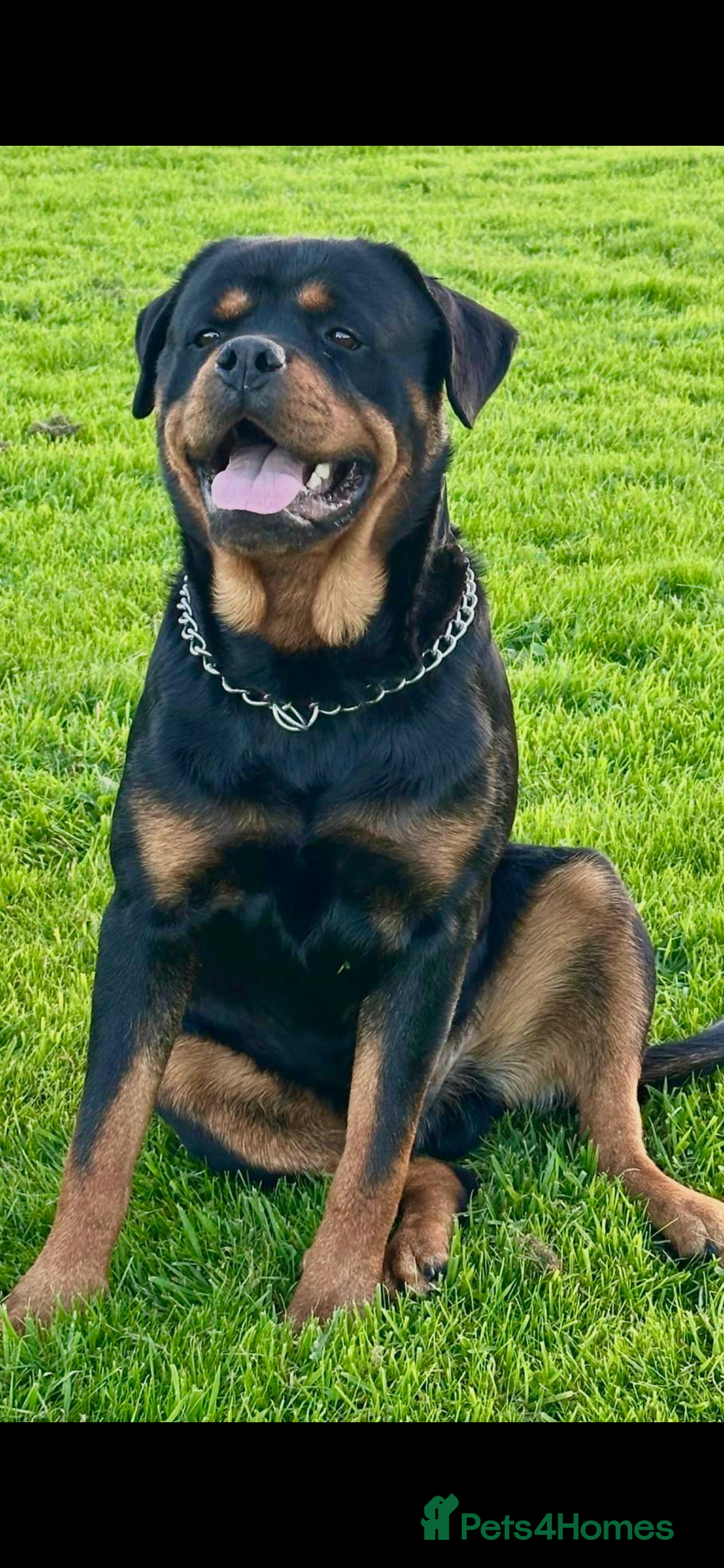 Rottweiler dogs for sale: Rottweiler pups KC Registered + Champ Bloodlines - Image 26