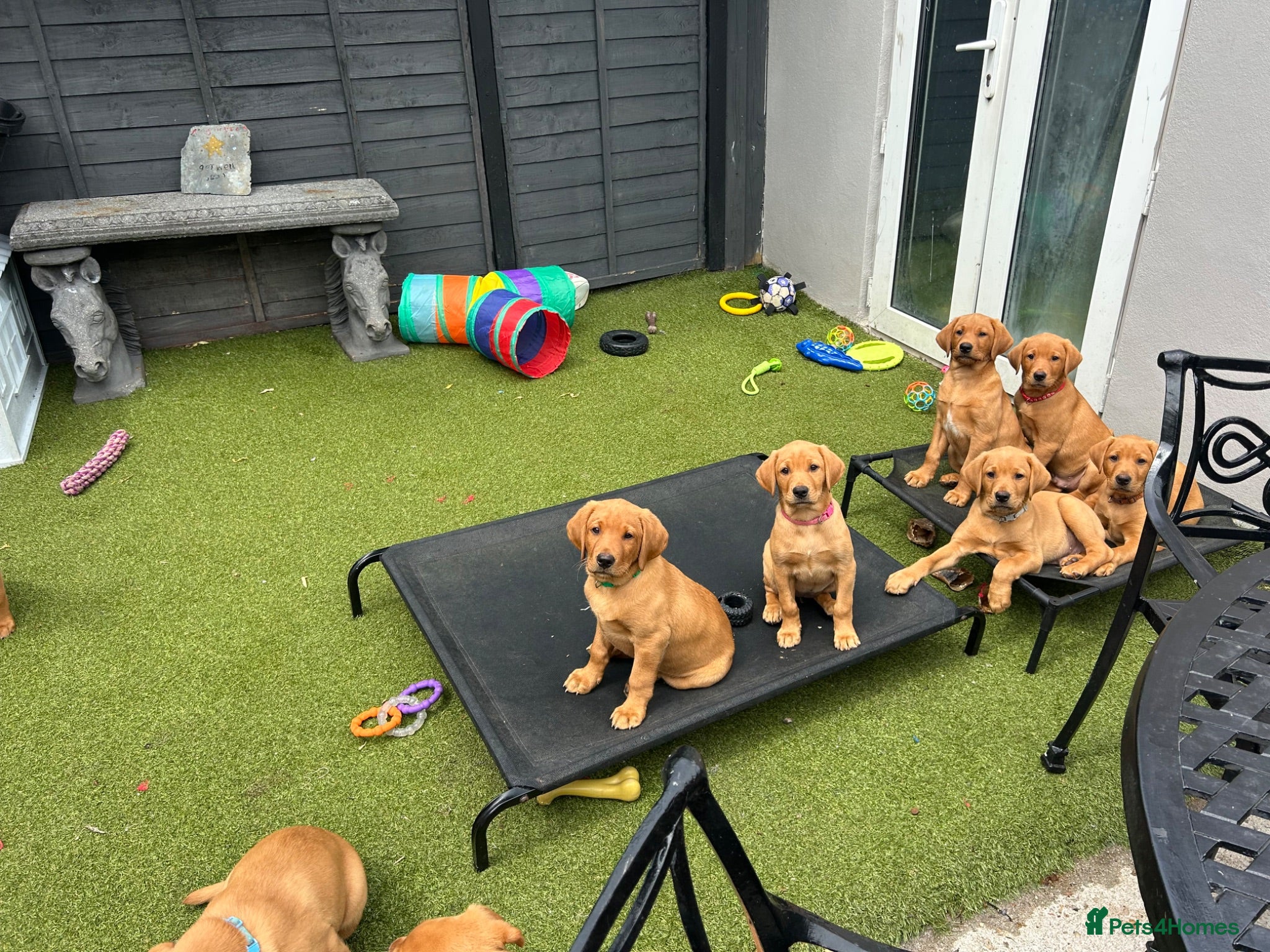 Labrador Retriever dogs Fox red Labradors puppy  - Advert 2