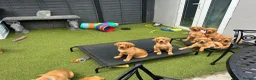 Labrador Retriever dogs for sale: Kc reg Fox red Labradors puppy  - Advert 2