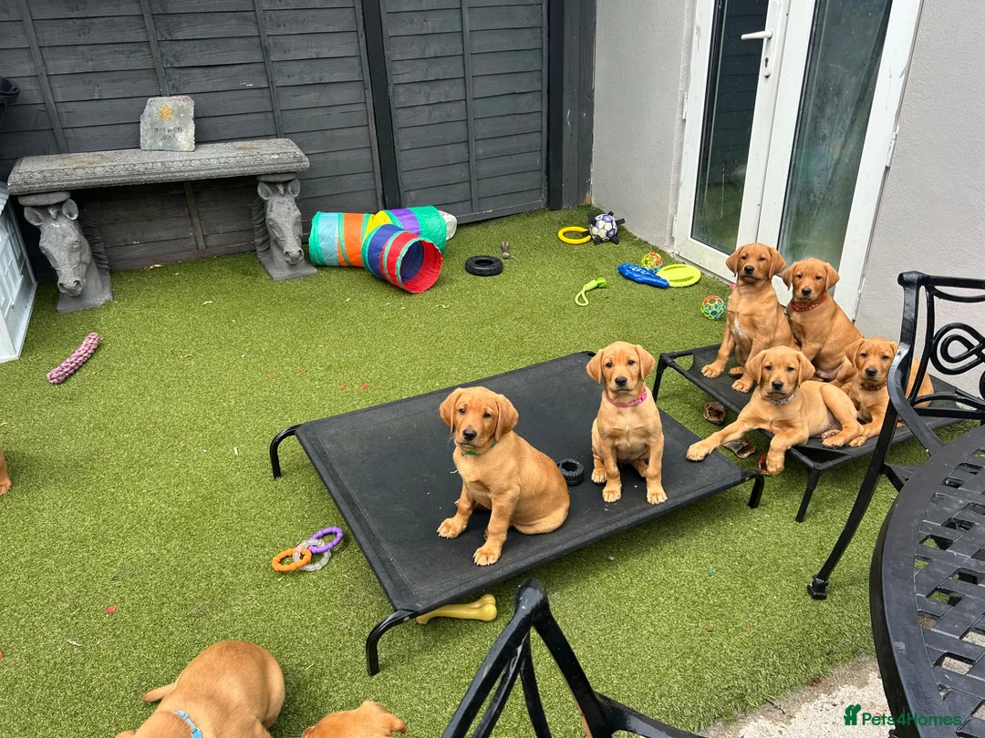 Labrador Retriever dogs for sale: Kc reg Fox red Labradors puppy  - Advert 2
