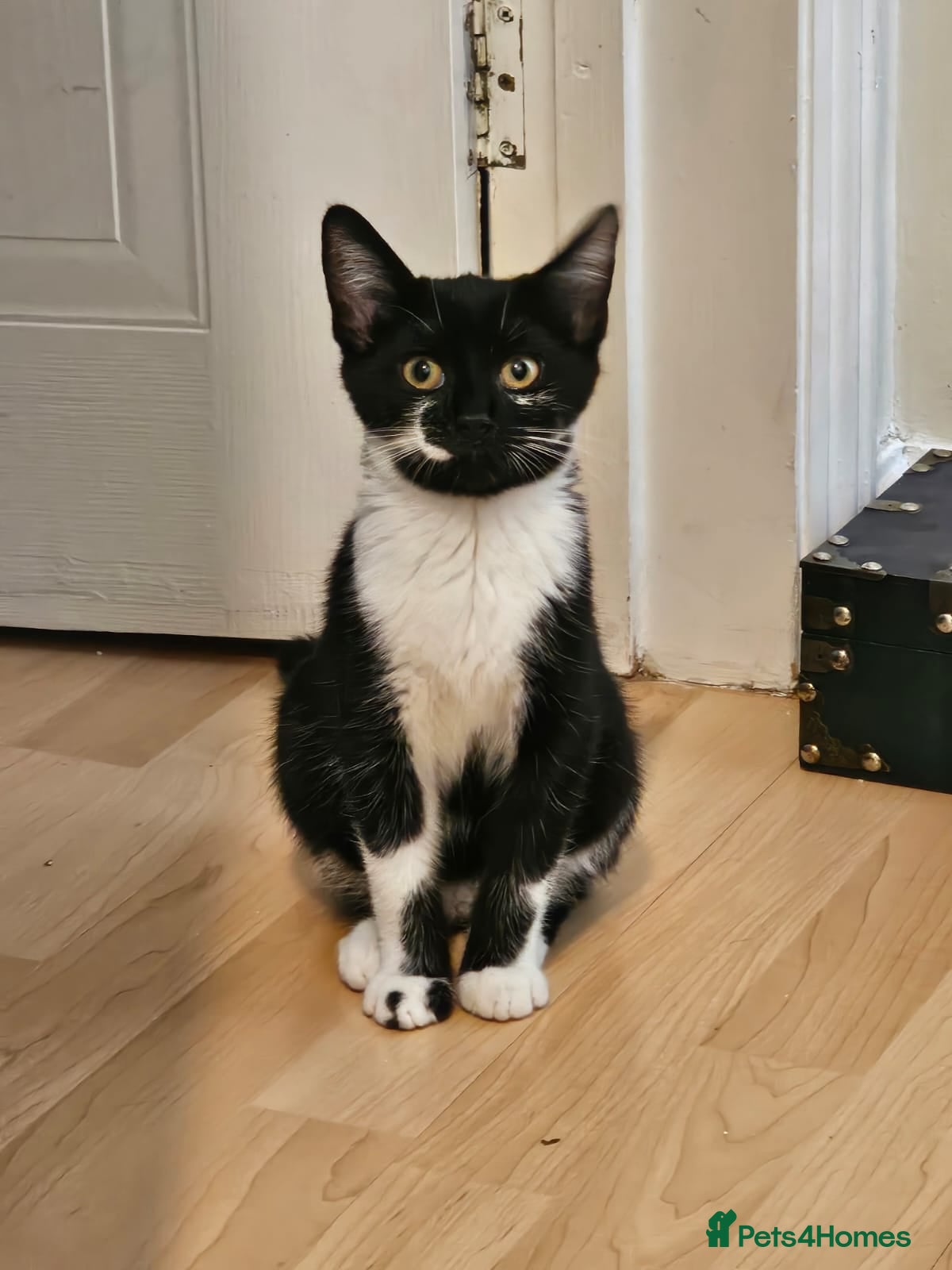 Mixed Breed cats Rescue kitten 6 months looking for her own home - Advert 1
