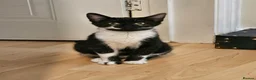 Mixed Breed cats for adoption: Rescue kitten 6 months looking for her own home - Advert 1