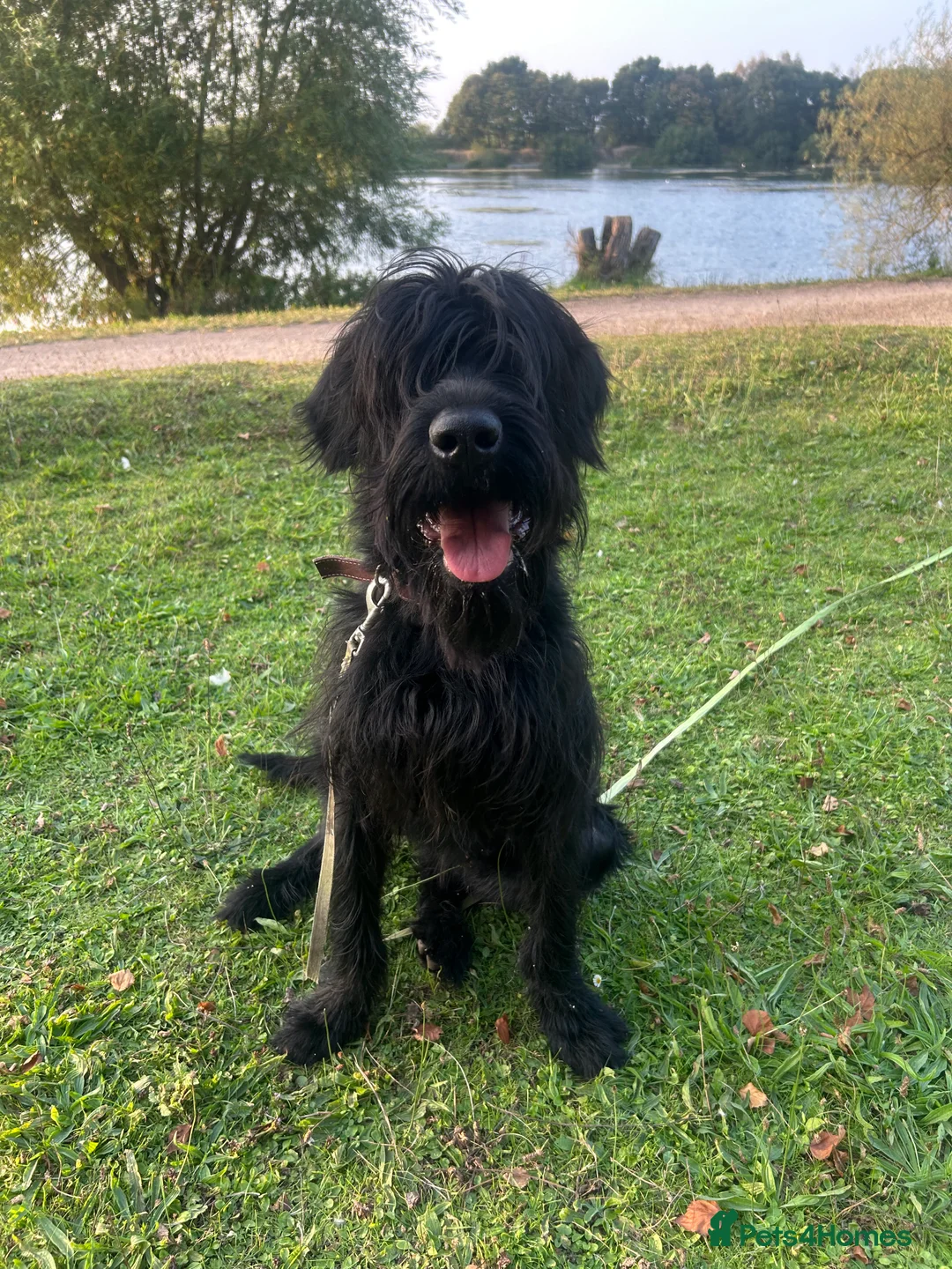 Giant Schnauzer dogs for sale: Kodie Boy available  - Advert 5