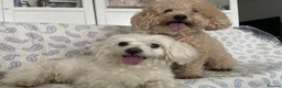 Maltipoo dogs for sale: maltese and malipoo  - Advert 1