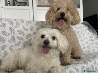 Maltipoo dogs maltese and malipoo - Advert 1