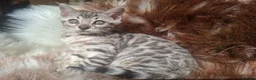Bengal cats for sale: Show Quality Bengal Kittens – 5★ Licensed Cattery - Advert 36