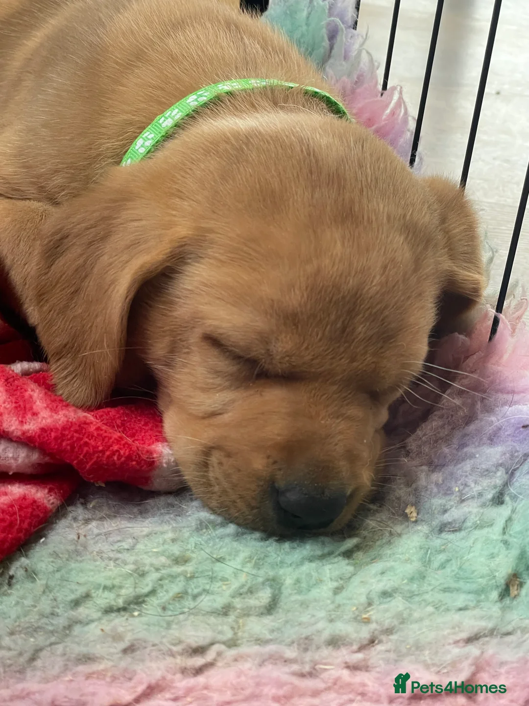 Labrador Retriever dogs for sale: KC registered Labrador puppies  - Advert 1