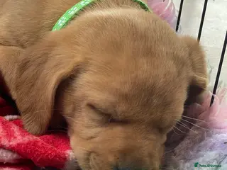 Labrador Retriever dogs KC registered Labrador puppies - Advert 12