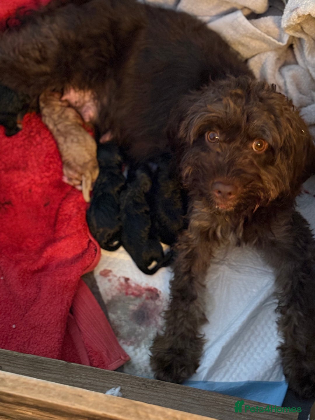 Mixed Breed dogs for sale: Girl cockapoo puppy  - Image 6